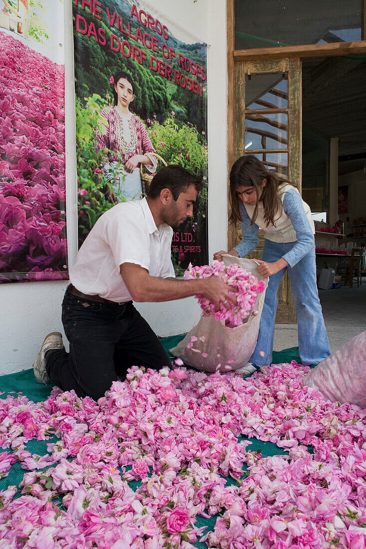 Mann und Mädchen füllen Säcke mit Rosenblüten, Rosenwasser Produktion, Chris Tsolakis Rosen Produkte, Rosenblütenblätter, Agros, Pitsilia, Troodos, Südzypern, Zypern