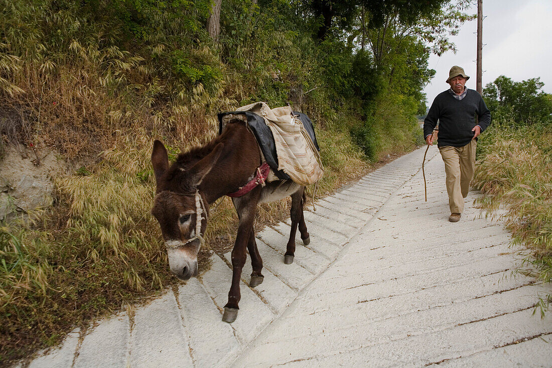 Older man with donkey, Agros, Pitsilia region, Troodos mountains, South Cyprus, Cyprus