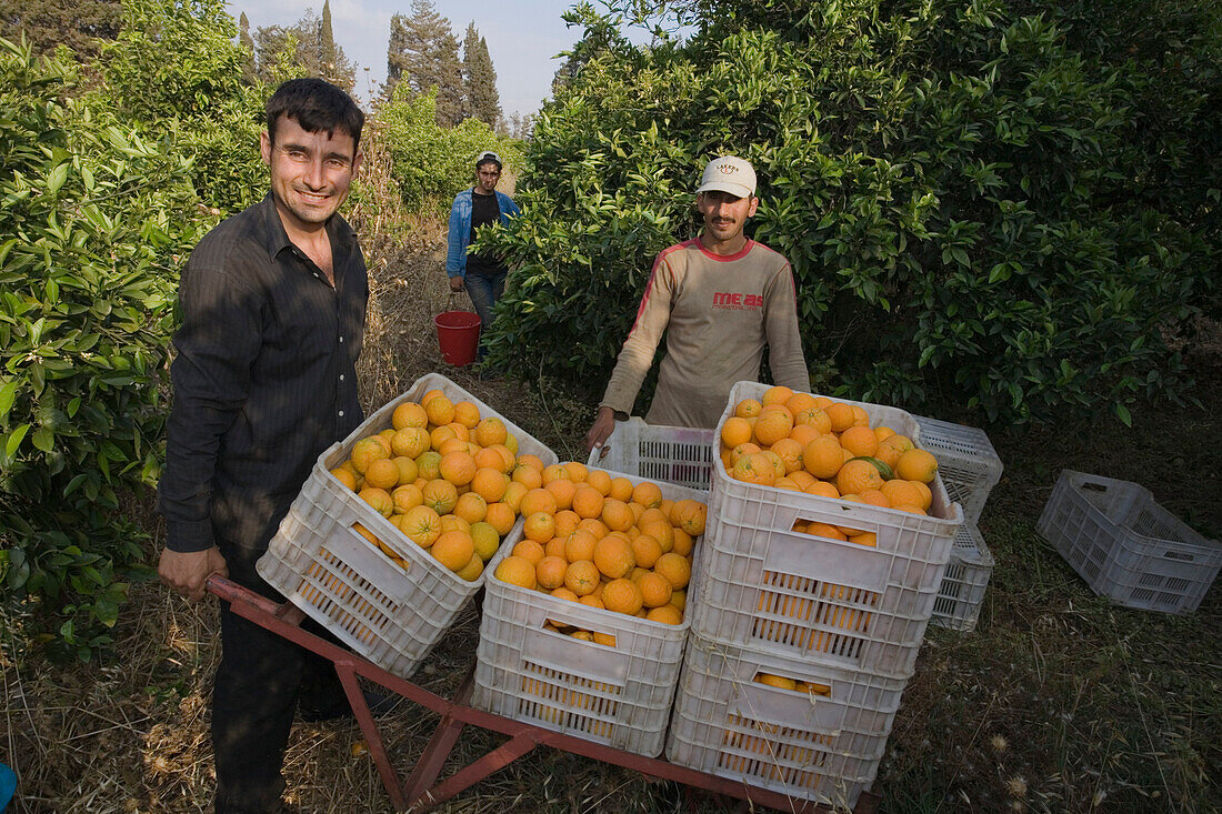 Two men carrying baskets full of oranges, Orange harvest, orange grove, agriculture, Güzelyurt, Morfou, North Cyprus, Cyprus