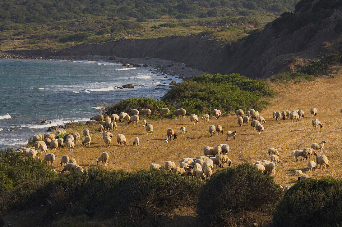 A flock of sheep at the coast, Agriculture, near Dipkarpaz, Rizokarpaso, Karpasia, Karpass Peninsula, North Cyprus, Cyprus