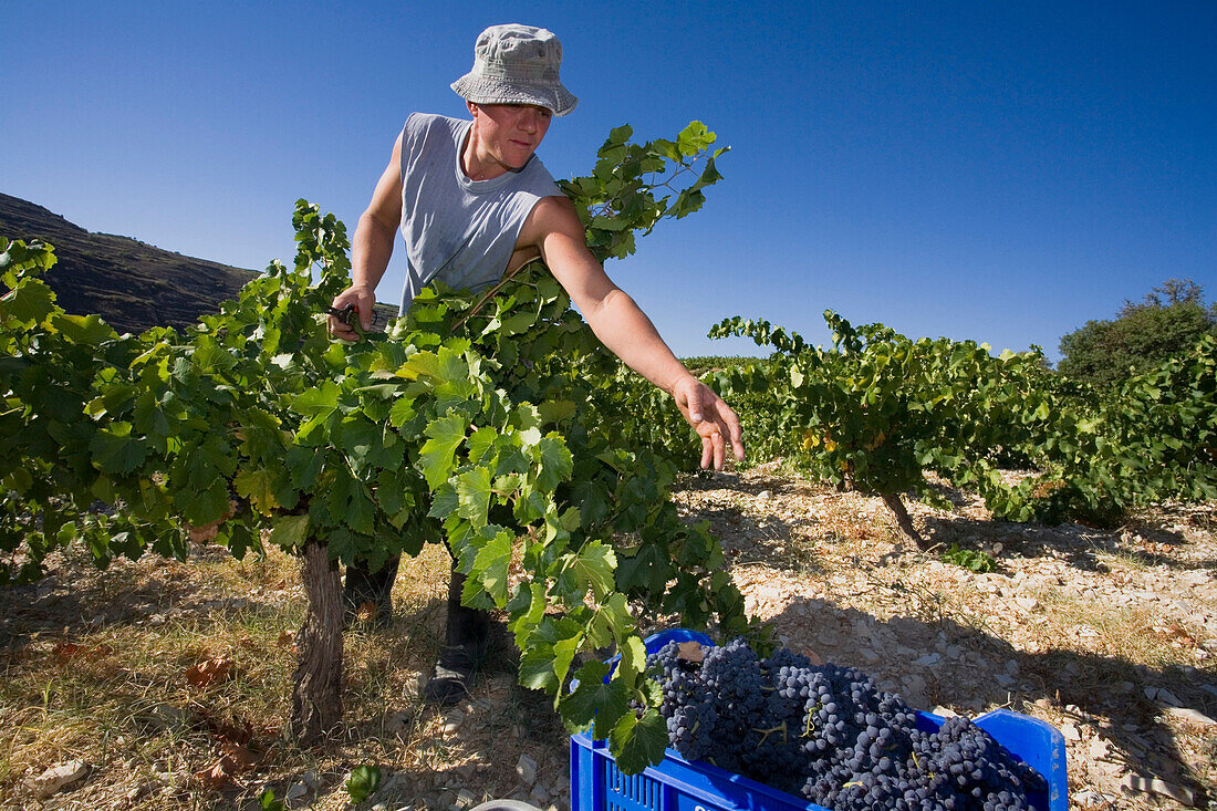 Mann erntet Weintrauben, Ernte, Tsiakkas Winery, Troodos Gebirge, Südzypern, Zypern