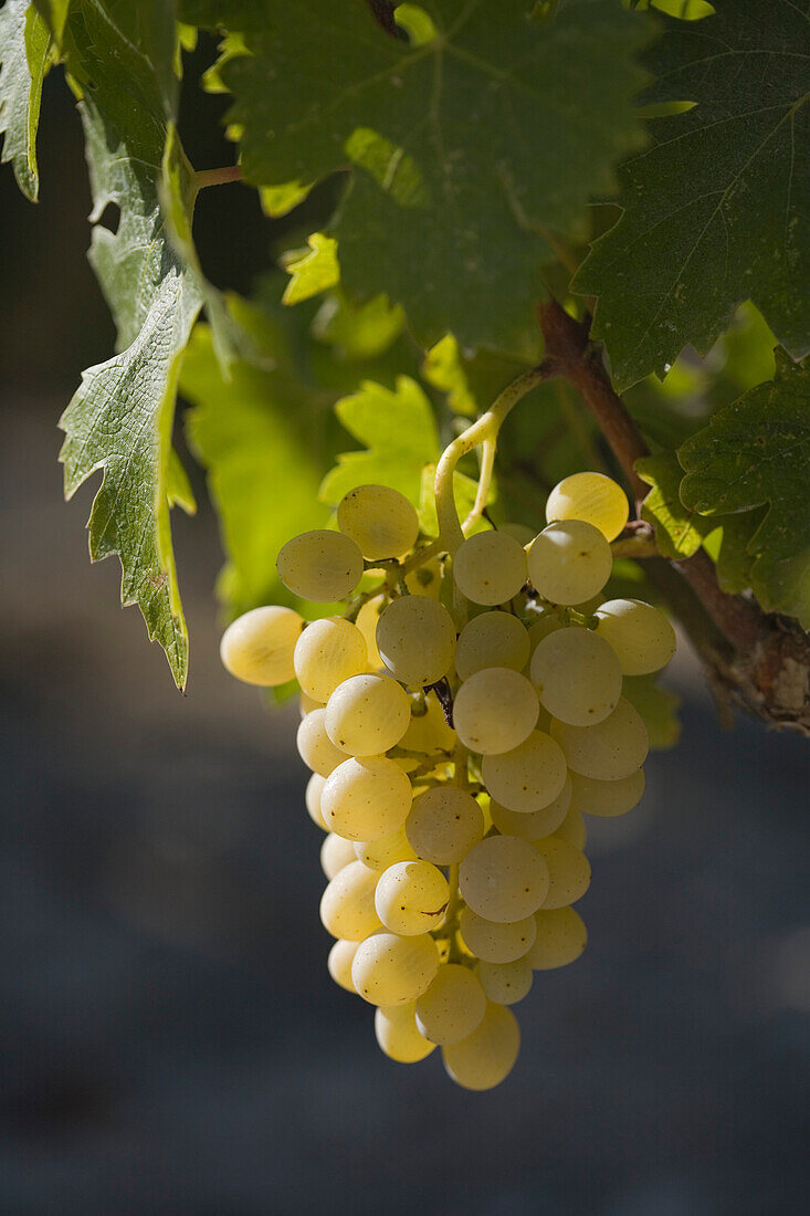 Nahaufnahme von grüne Weintrauben, Trauben an Rebstock, Kathikas, Laona, Südzypern, Zypern