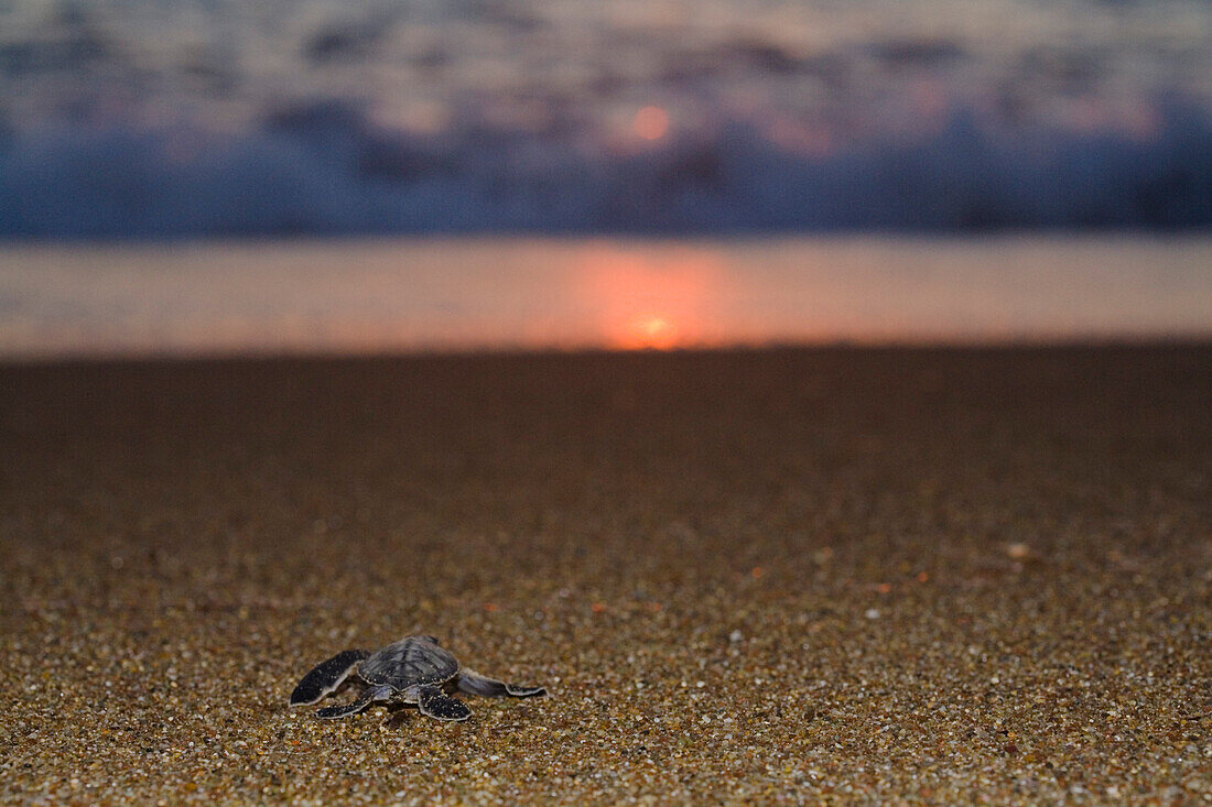 Green Sea Turtle, Chelonia mydas, running from its nest to the sea, turtle project, Lara Beach, Akamas, Cyprus