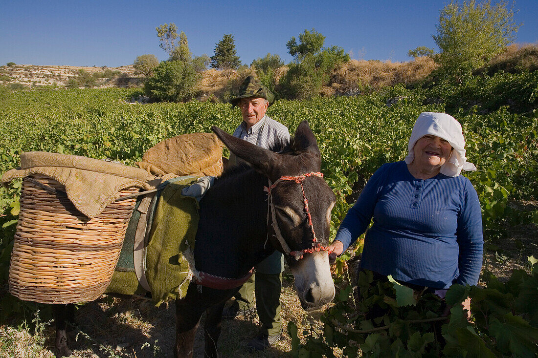 Älterer Mann und ältere Frau bei der Traubenernte, Esel mit Körben voll mit Trauben, Weinlese, Vasa, Troodos Gebirge, Südzypern, Zypern