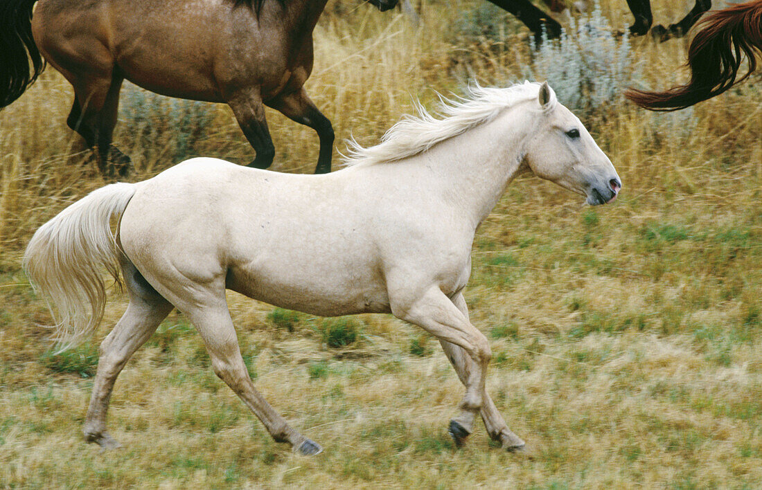 Palomino Horse. Ponderosa Ranch. Central Oregon. USA