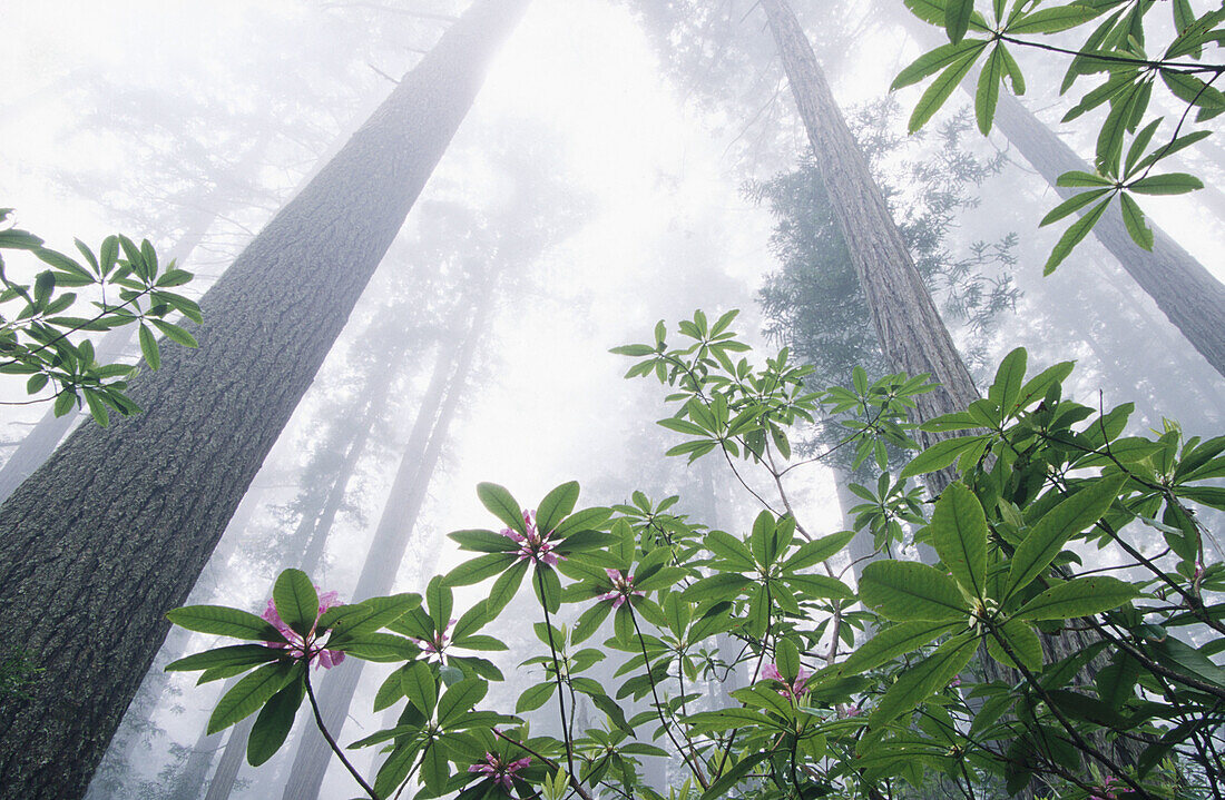 Redwood (Sequoia sempervirens) and Rhododendron. Redwood National Park. Northern California. USA