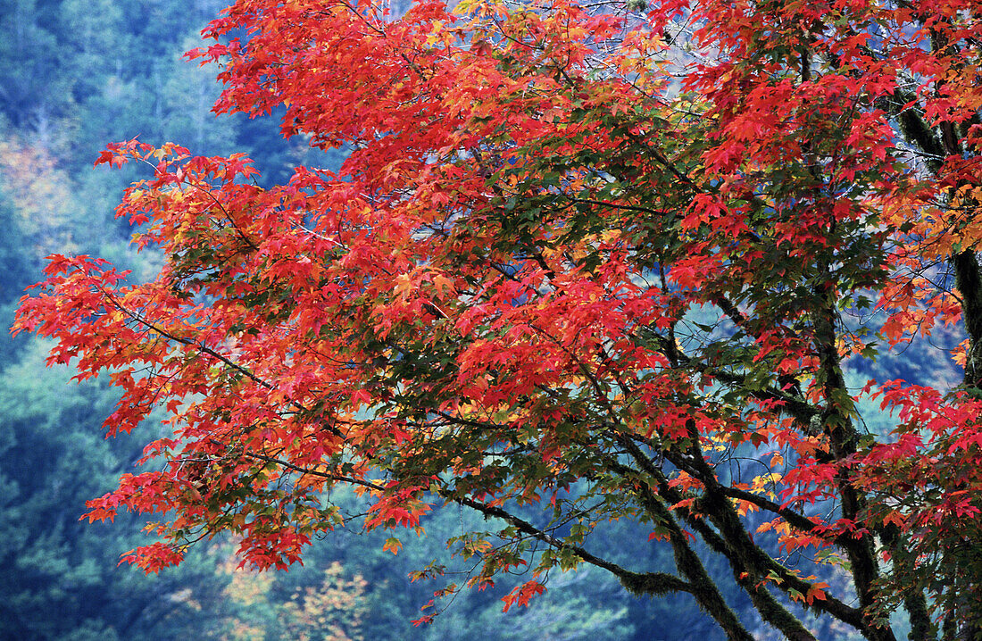 Japanese Maple tree (Acer palmatum) in autumn, Oregon, USA