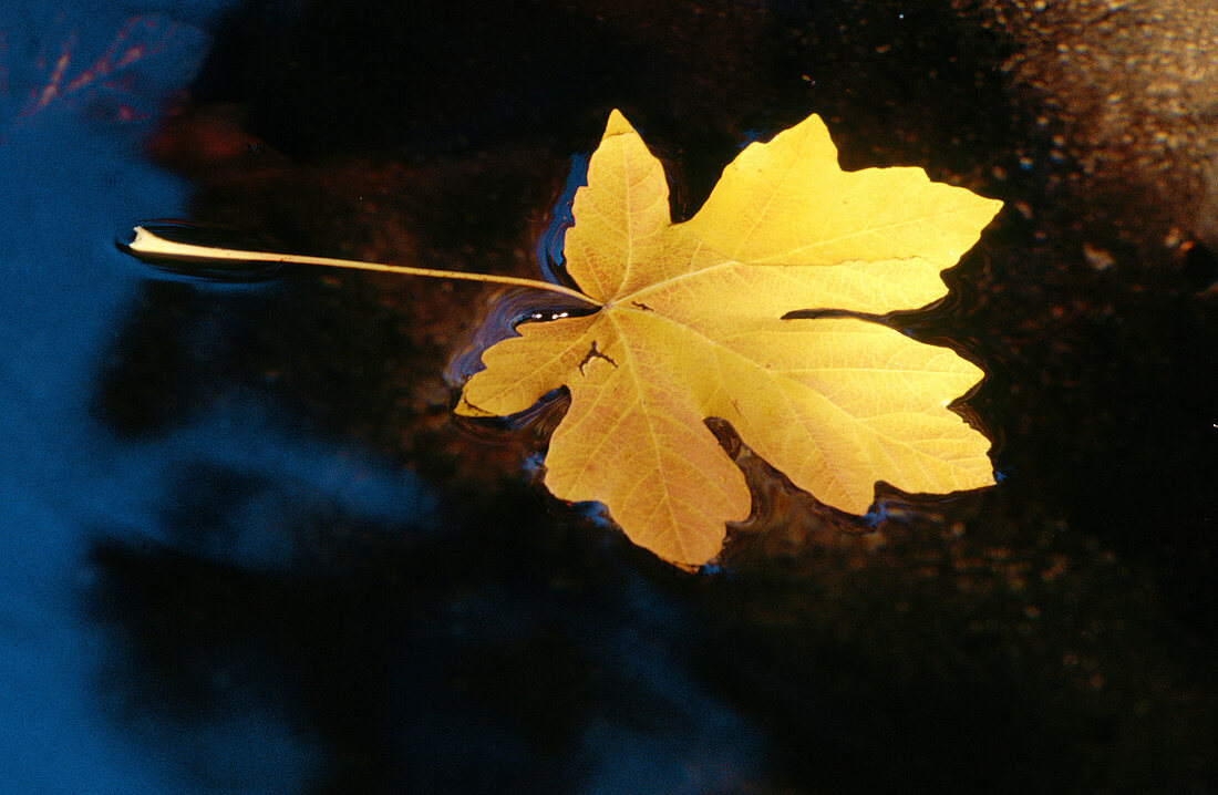 Maple leaf on water