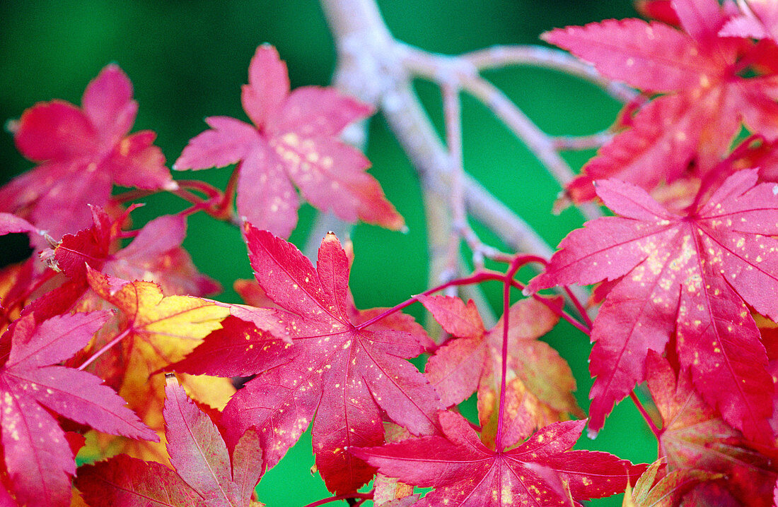 Japanese Maple leaves (Acer Palmatum) in fall