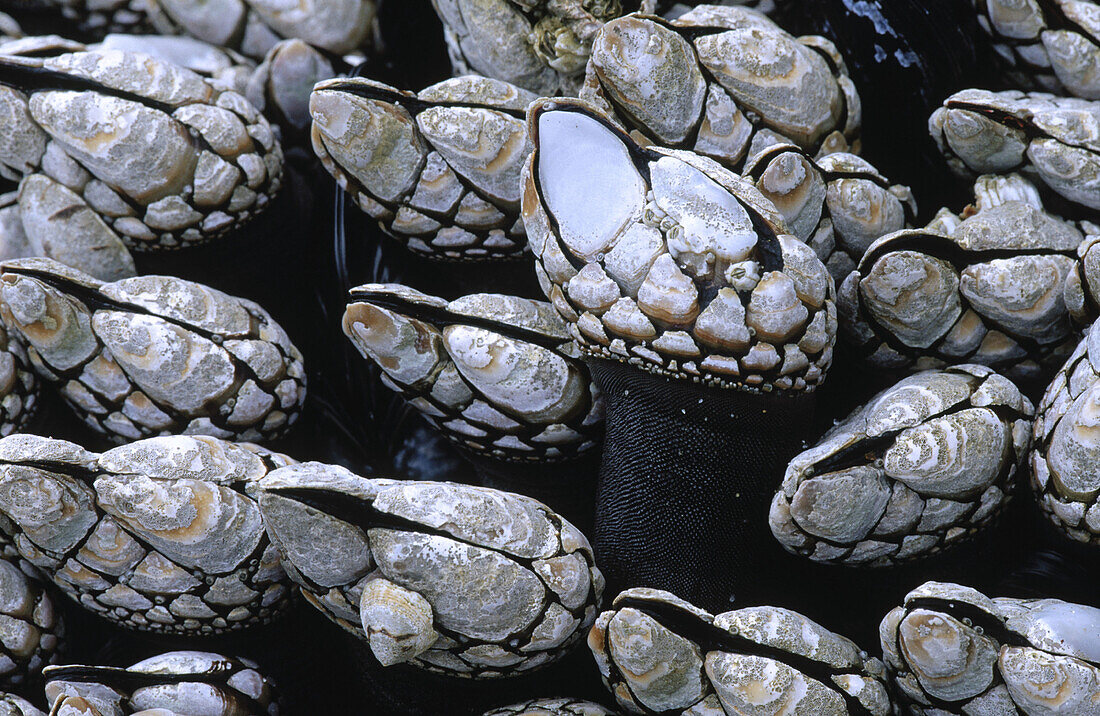 Gooseneck Barnacles (Pollicipes polymerus) on rocks, Southern Oregon coast, USA
