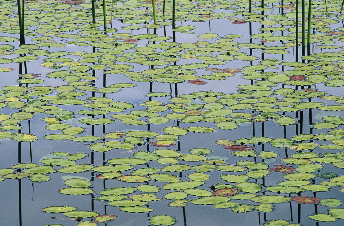 Water-shield (Brasenia schreberi) with Horsetail (Equisetum sp.). Tahkenitch Lake. Oregon. USA