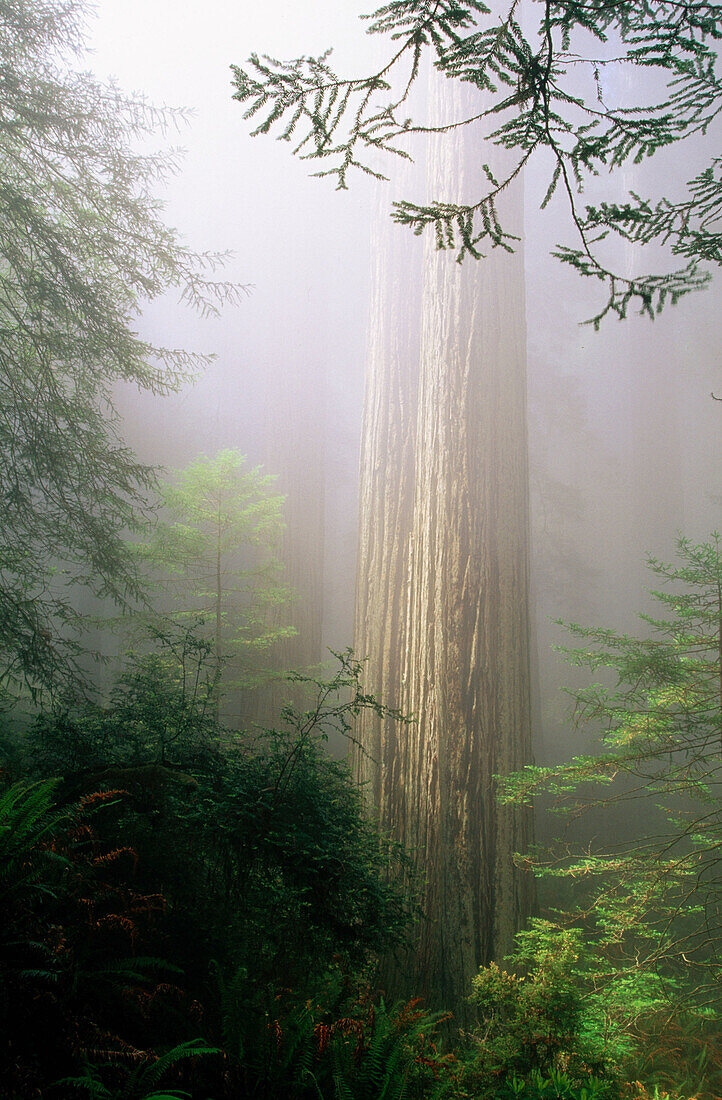 Redwood tree draped in coastal fog. Redwood National Park. California. USA