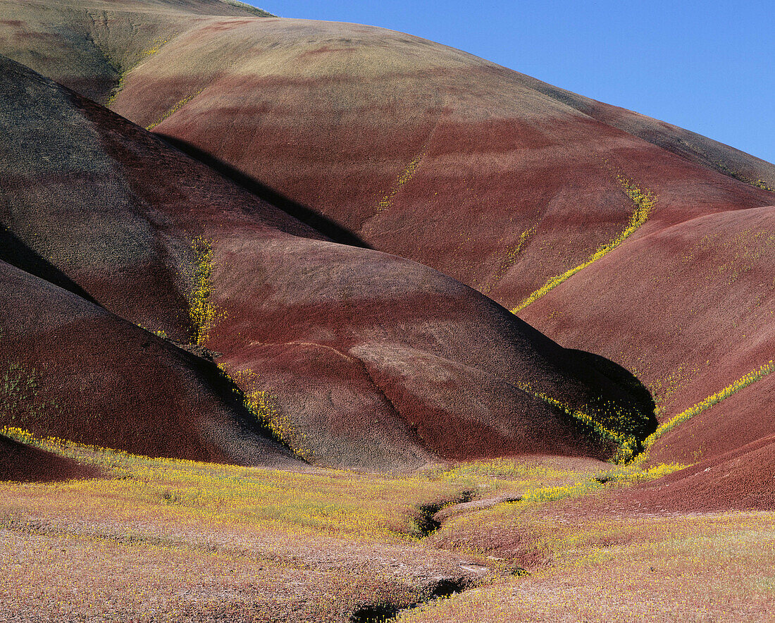 Yellow Chaenactis bloom in gullies at Painted Hills. John Day Fossil Beds National Monument. Oregon. USA