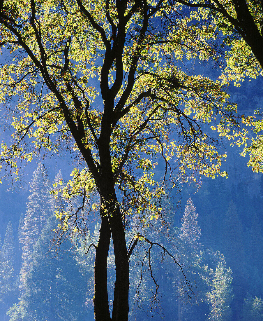 Oak tree in Yosemite Valley. Yosemite National Park. California. USA