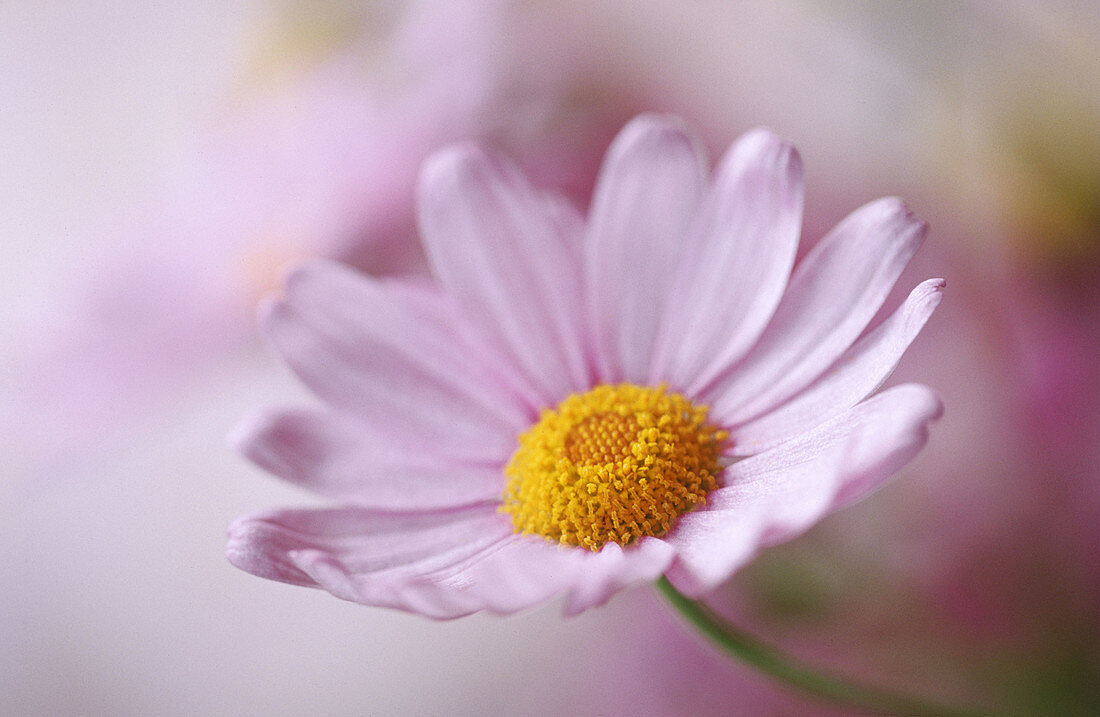 Comet Pink (Argyranthemum frutescens), Southern Oregon Coast, USA