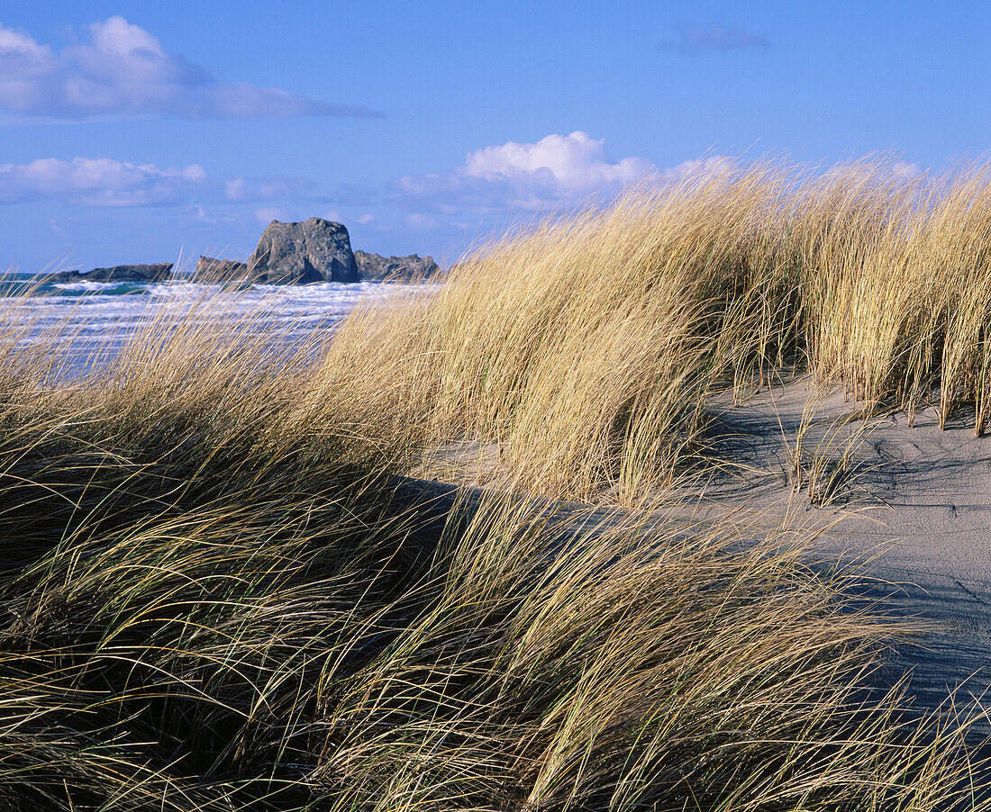 Dune grass on sandy beach at Bandon. Coos County. Southern Oregon coast. USA