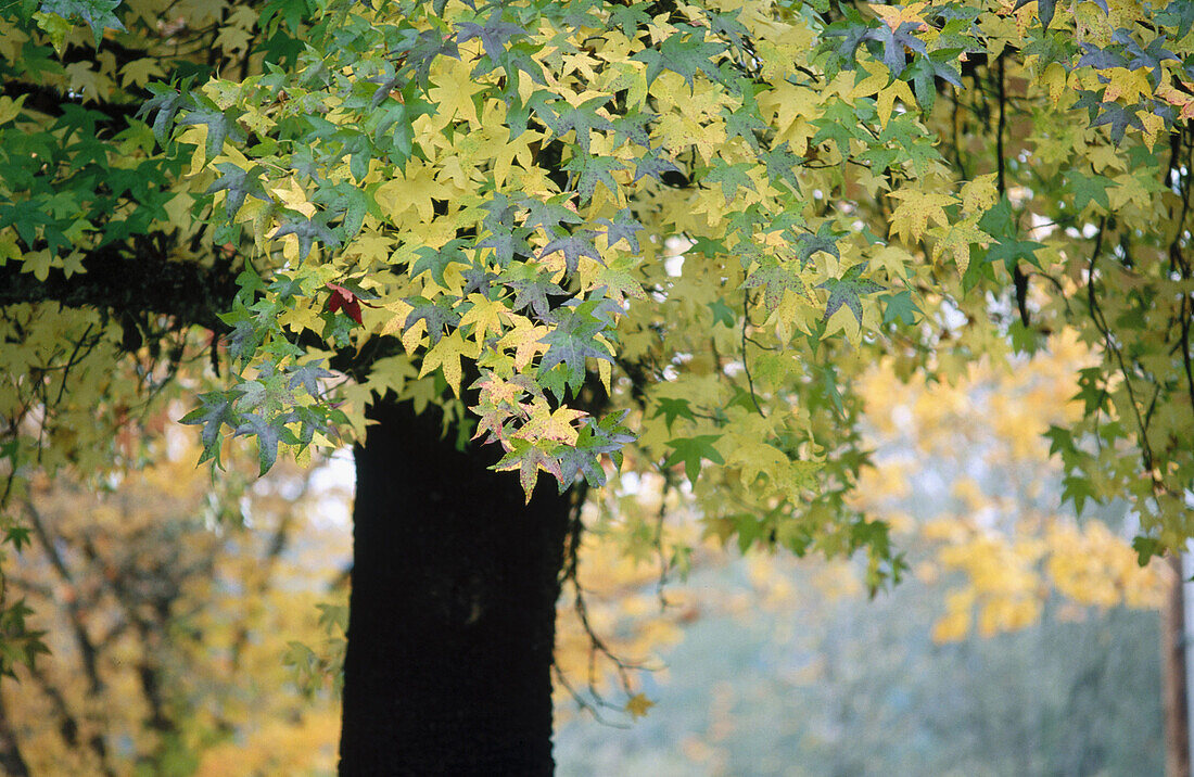 Sweetgum (Liquidamber styraciflua) tree in fall. Pass Creek Park. Western Oregon. USA