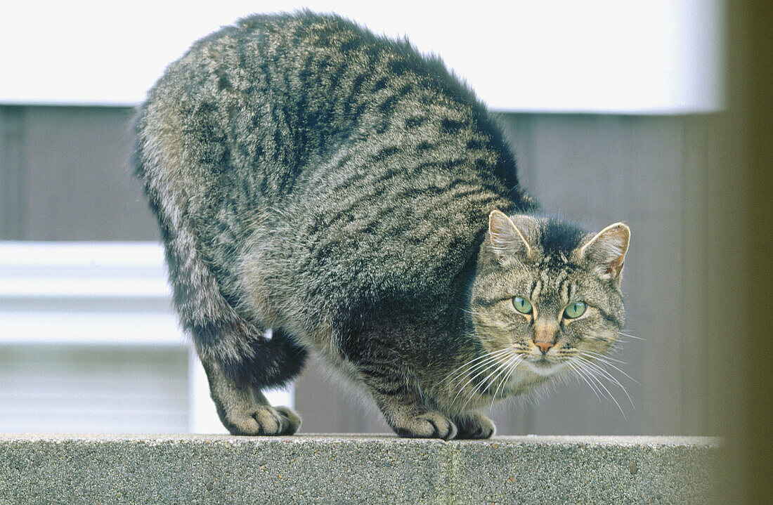 Gray tabby cat crouched on wall. Southern Oregon Coast. USA
