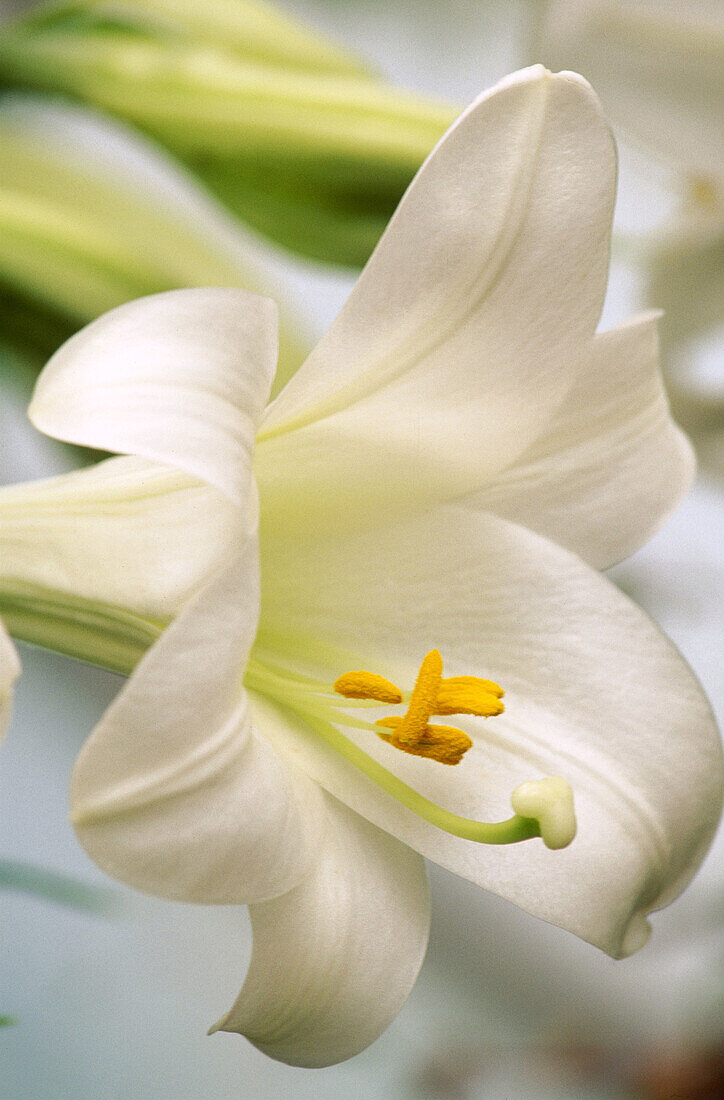 Easter lily, close-up detail. Private garden. Southern Oregon coast. USA.
