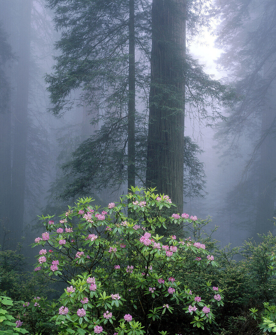 Pacific Rhododendron in fog, Del Norte Coast Redwoods State Park. California. USA