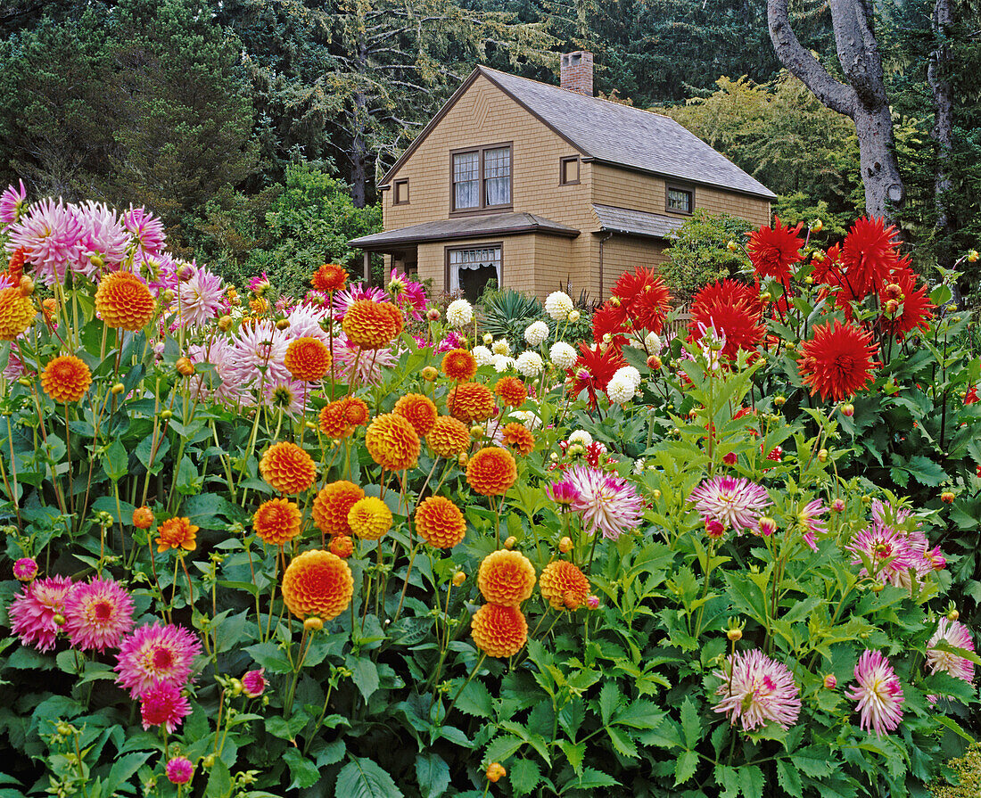 Dahlias frame garden cottage, Shore Acres State Park. Southern Oregon coast, USA