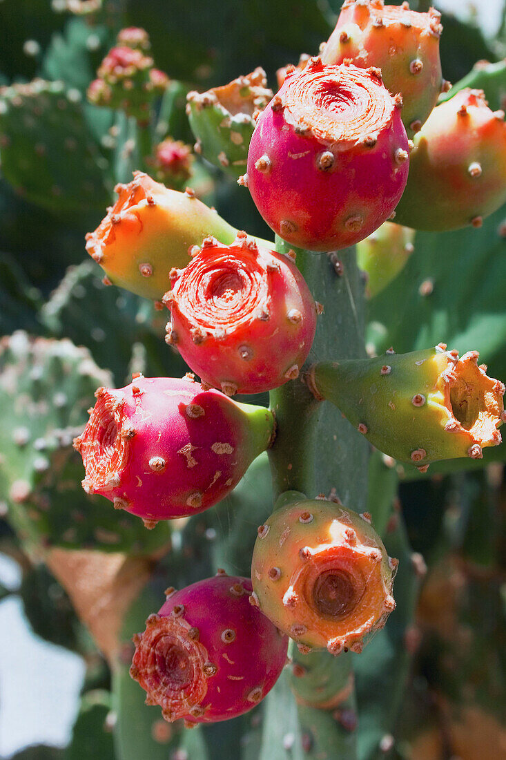 Opuntia Lindheimeri Cactus in bloom