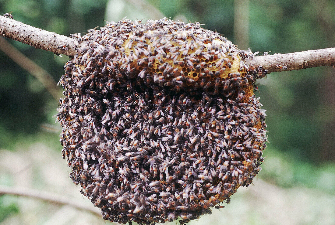 A small honeybee (Apis florea) which builds a single comb usually in a thorny bush or tree