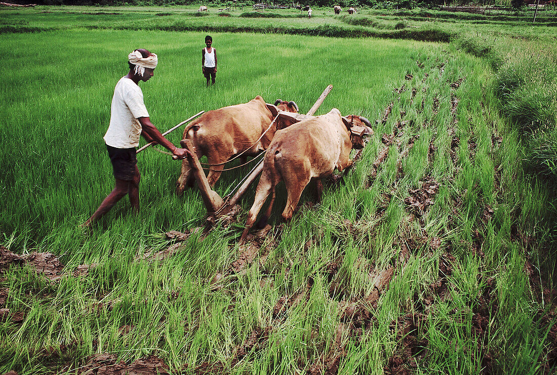 Bassi Mendha.The traditional procedure of ploughing up a direct sown field of paddy after the crop is about a foot high. This is to suppress the weeds