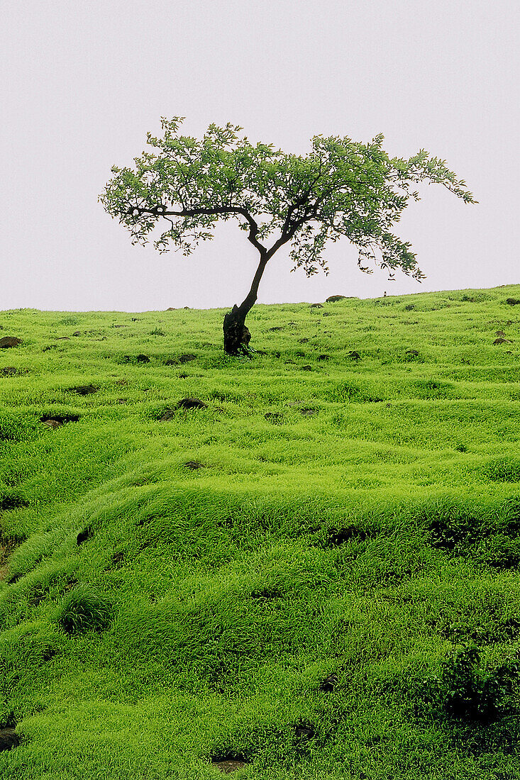 Landscape from Sinhagad, Pune, Maharashtra, India
