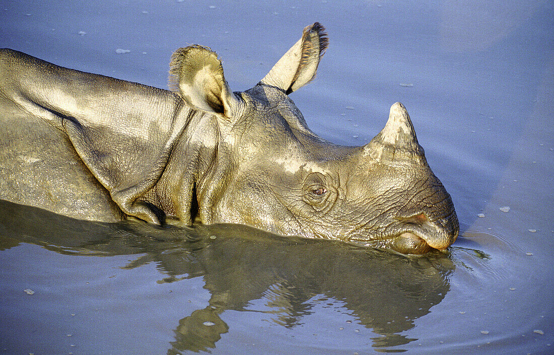 Indian One-horned Rhino (Rhinoceros unicornis). Royal Chitwan National Park. India