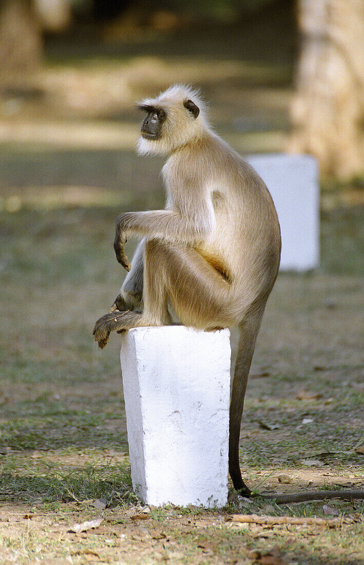 Hanumen Langur (Presbytis entellus) at Nagzira Wildlife Sanctuary. Maharashtra. India