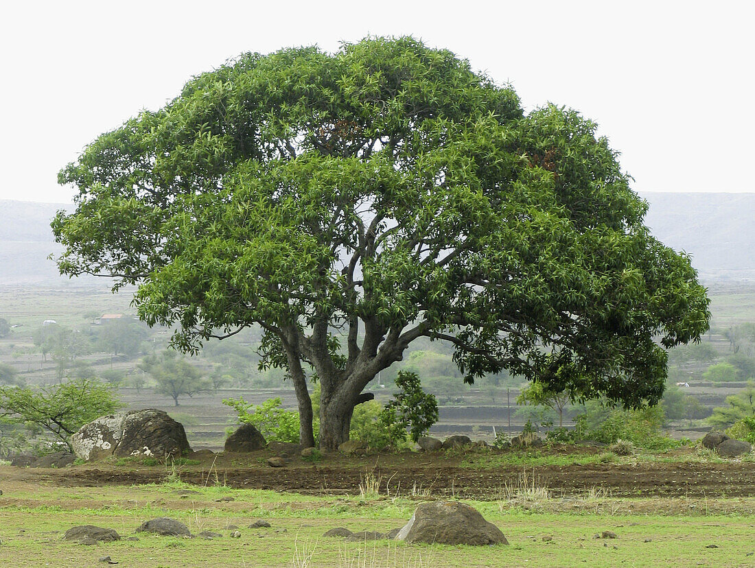 Mango tree in an agricultural land