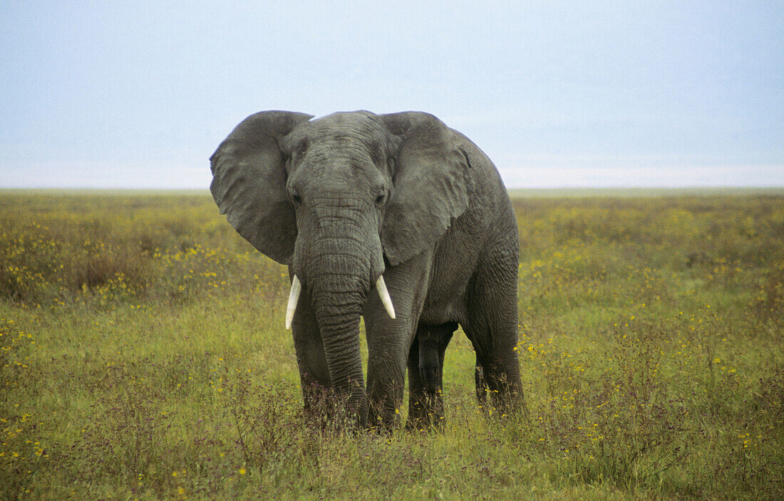 Arican Elephant, Maasai Mara, Kenya