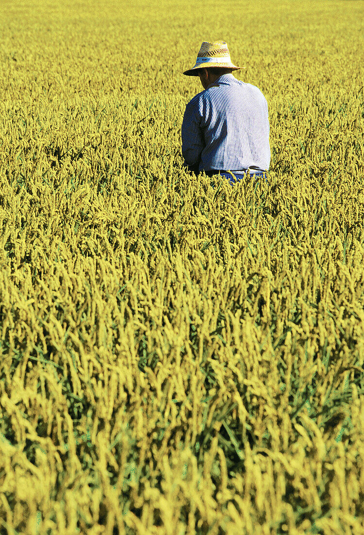 Farmer at Ebro delta. Tarragona province, Spain