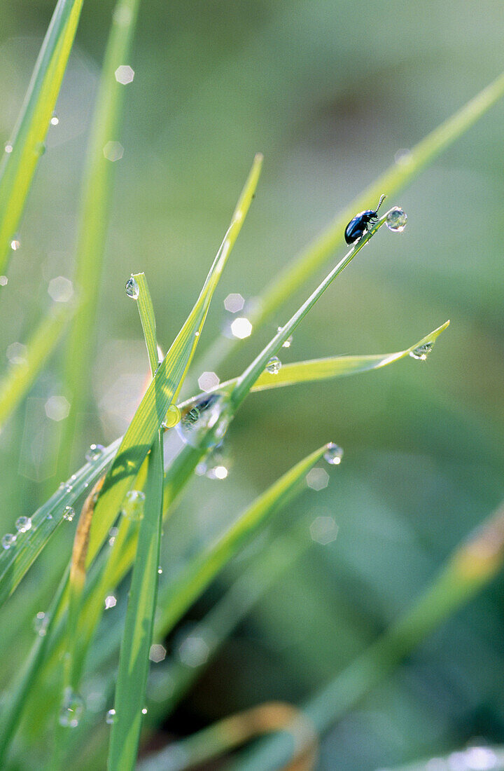 Dewdrops on grass and beetle