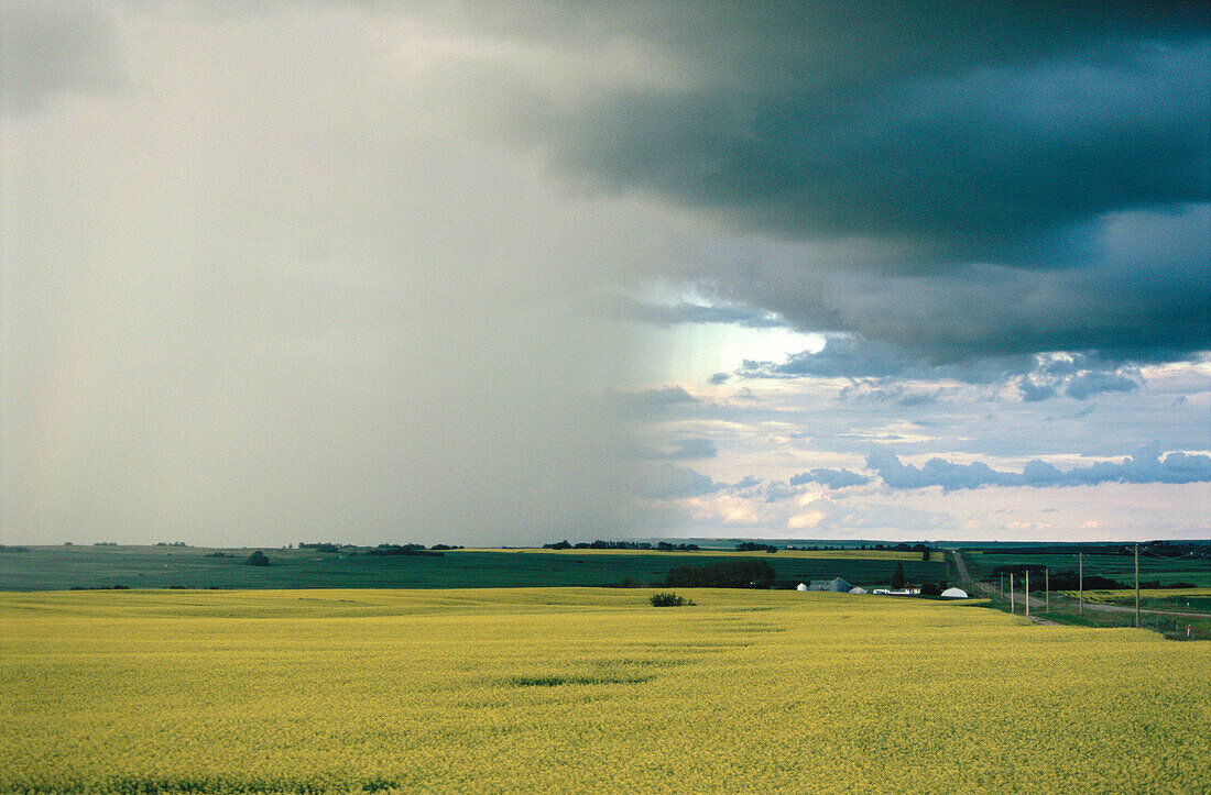 Storm over canola field. Alberta. Canada