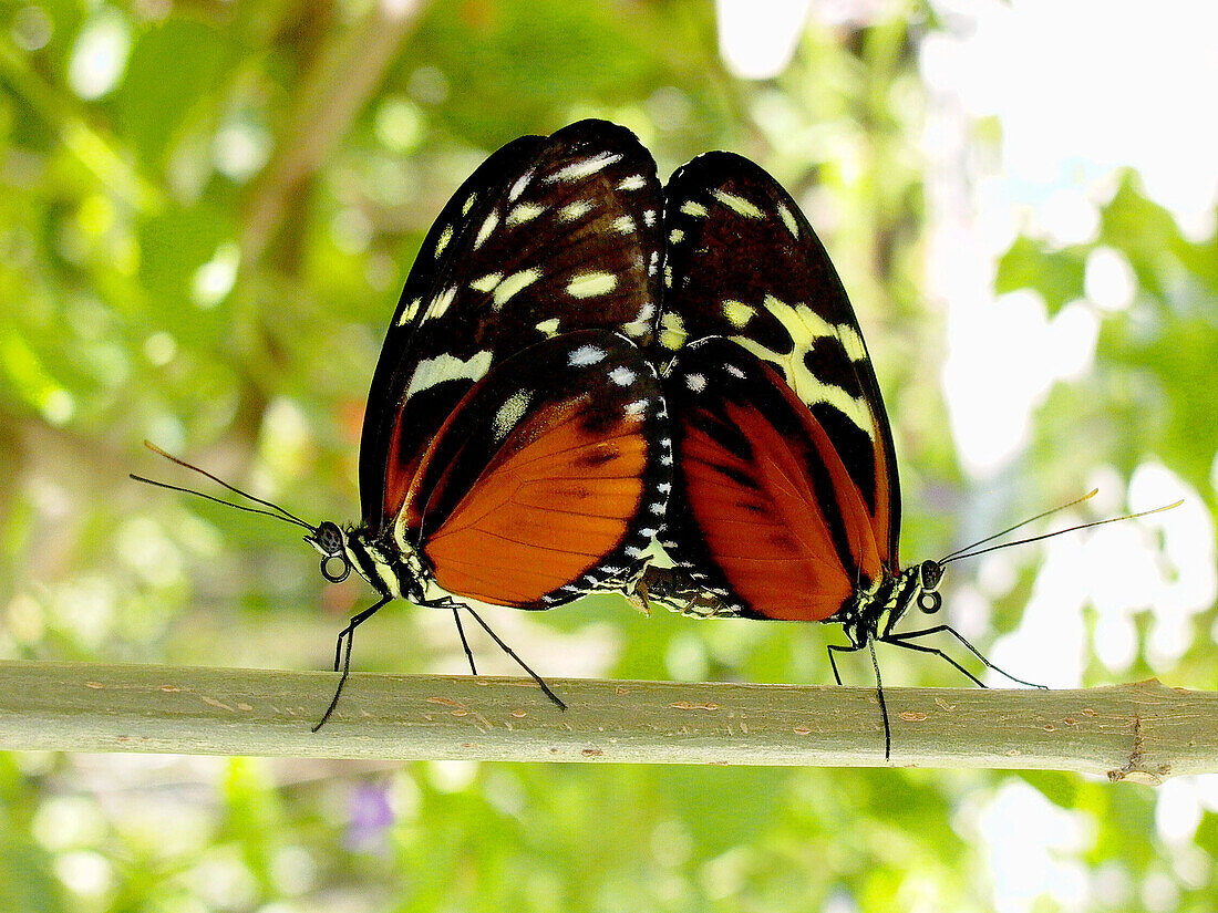 Piano Key butterflies (heliconius melpomene) mating