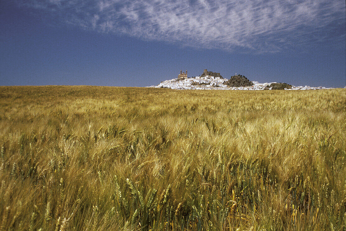 Barley Fields. Olvera. Spain