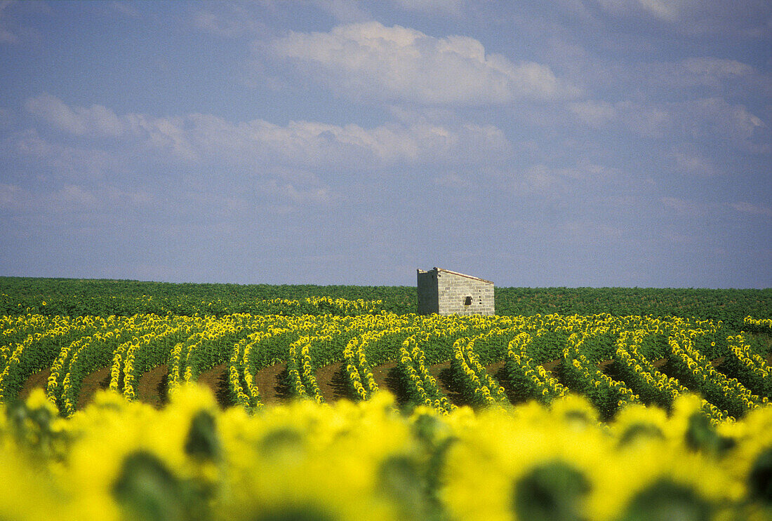 Sunflowers