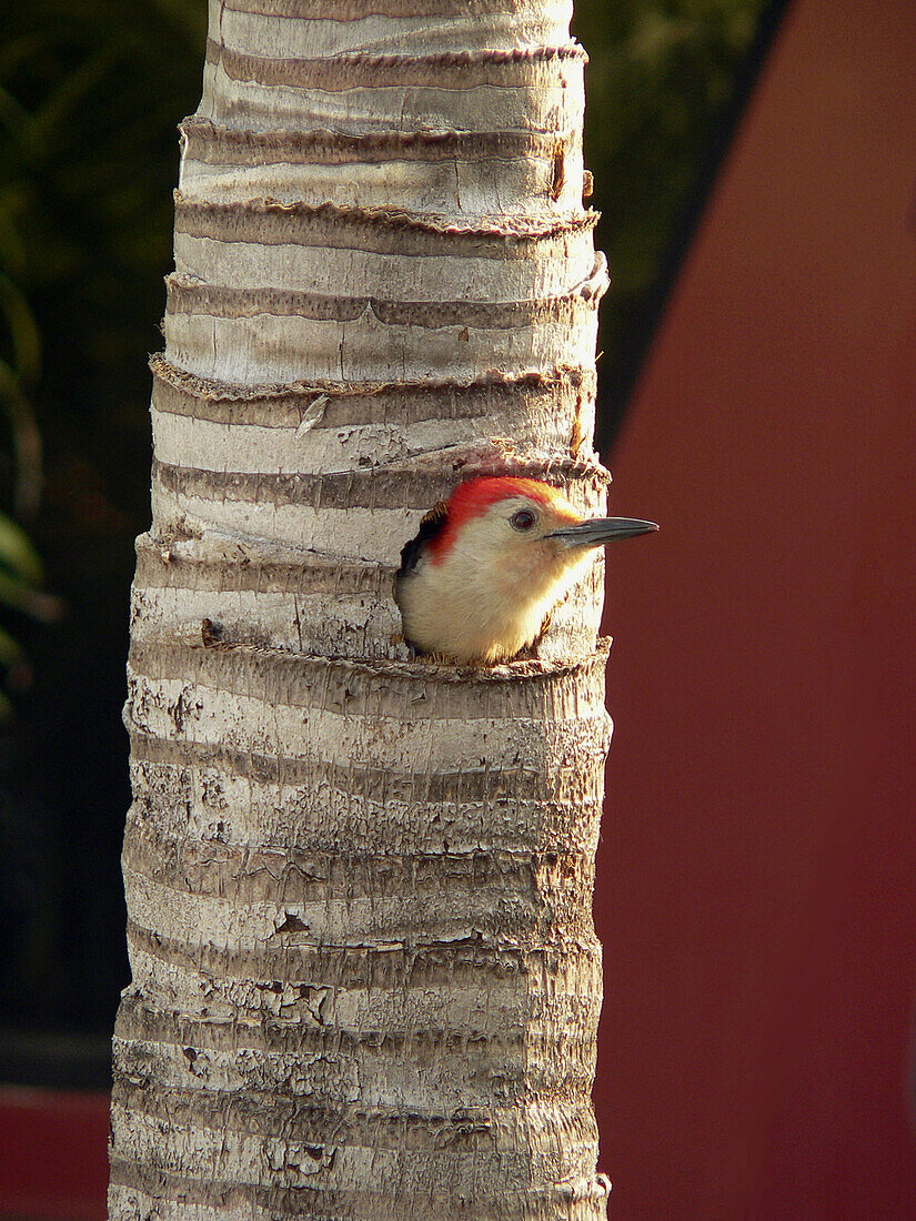 Red Bellied Woodpecker - (Melanerpes carolinus)
