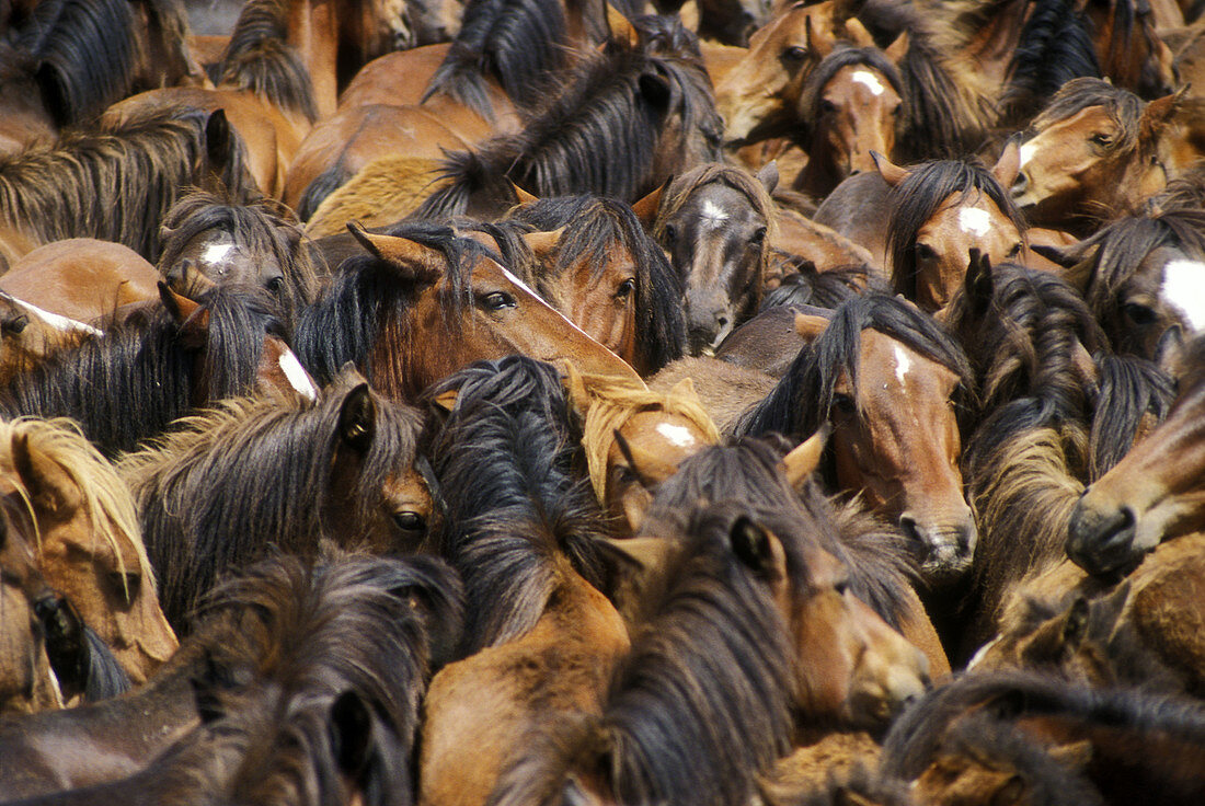 Rapa das Bestas. Curro de Mougas. Pontevedra. Galicia. Spain