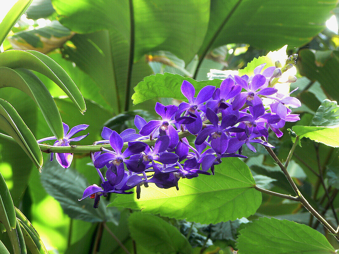 Botanical Garden. Hilo. Hawaii. USA.