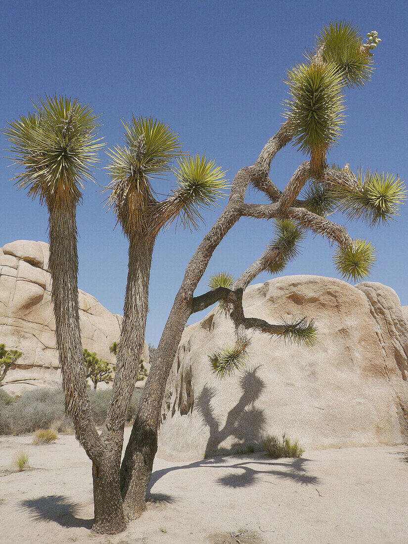 Joshua Trees (Yucca brevifolia). Joshua Tree National Park. California. USA