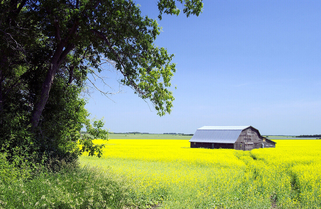 Barn at canola field farm. Manitoba. Canada