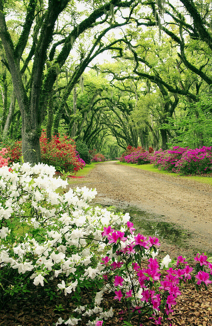 Afton Villa driveway and grounds with live oak and azalea blossoms near St. Francisville, Louisianna