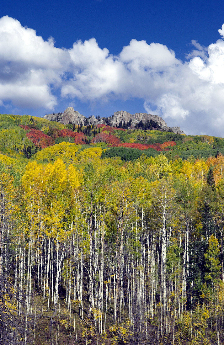 Colorful fall foliage on the Kebler Pass road near Crested Butte, Colorado, USA.