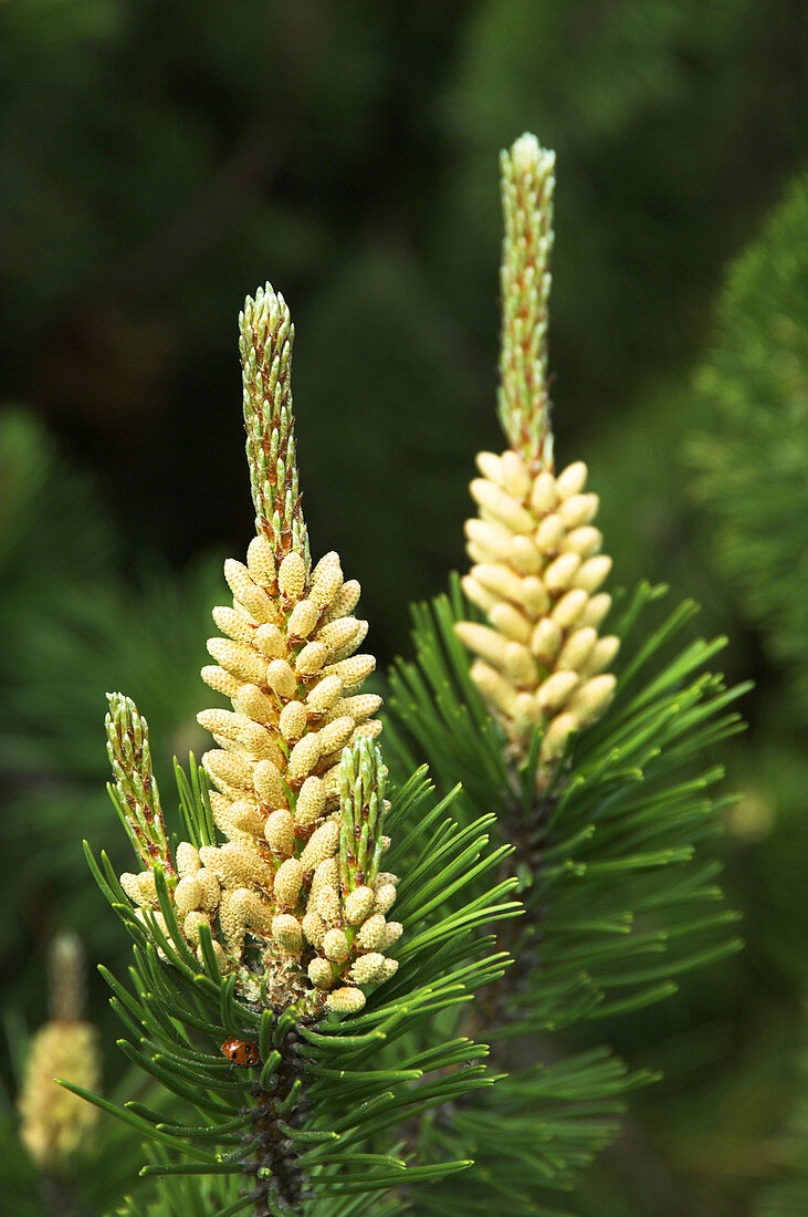 New spring pine tree shoots with pine cones in Winnipeg, Manitoba Canada.