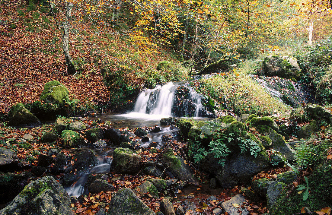 Fluss Irati und Buchenwald. Ochagavía. Navarra. Spanien