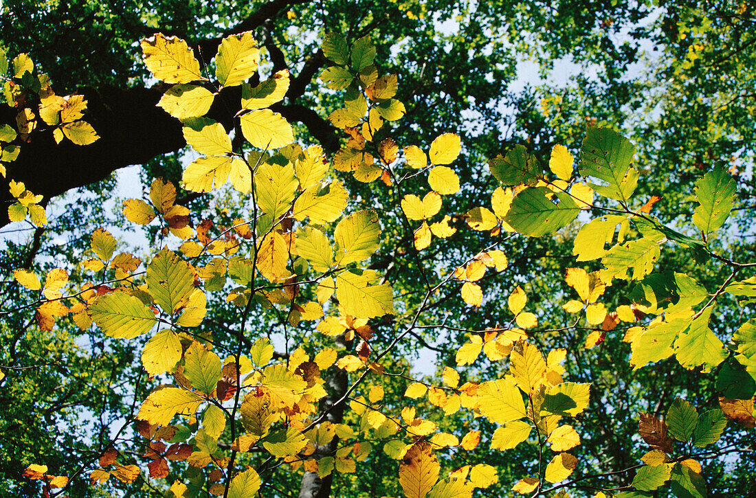 Beech, Fagus sylvatica. Ordesa valley. Pyrenees mountains. Aragón province. Spain.