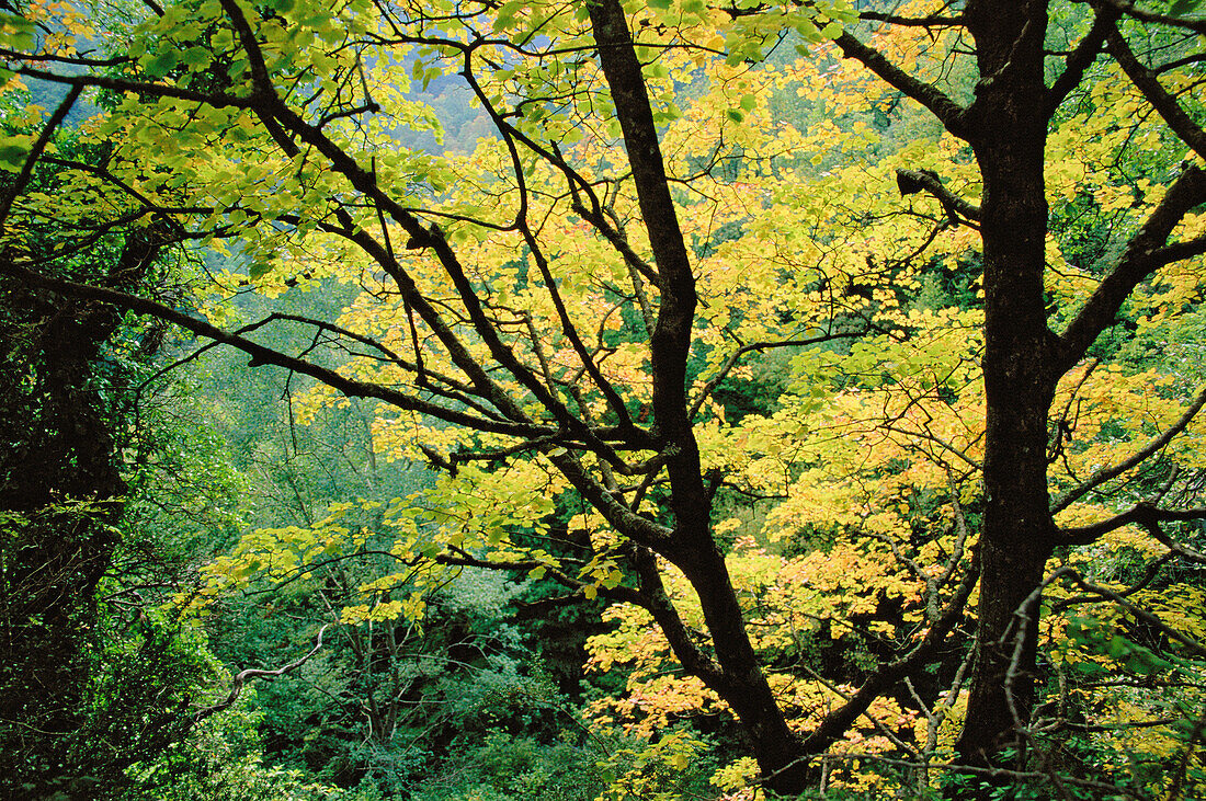 Riera de Sallent. Olot. Garrotxa. Girona province. Catalonia. Spain.